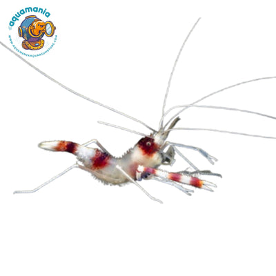 Coral Banded Shrimp