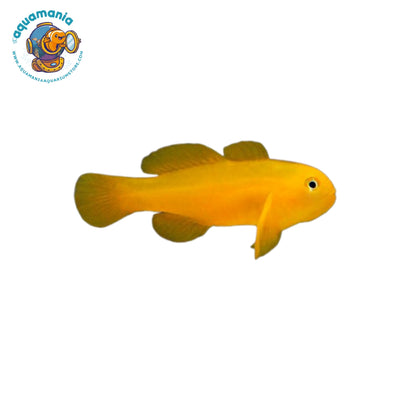 Yellow Clown Goby