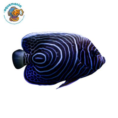 Emperor Angelfish