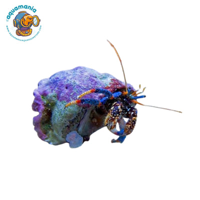 Blue leg Hermit crab