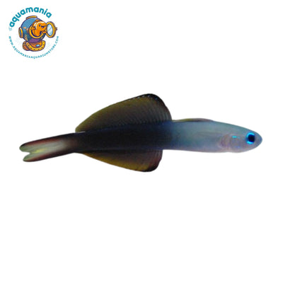 Blackfin Dartfish