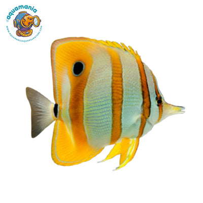 Copperband Butterflyfish