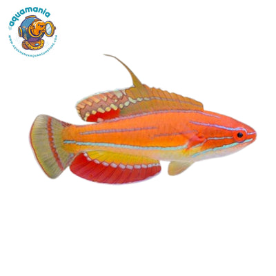 McCosker's Flasher Wrasse