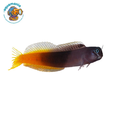 Bicolor Blenny