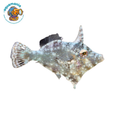 Filefish (Aiptasia Eating)