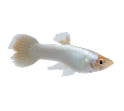 Platinum Guppy