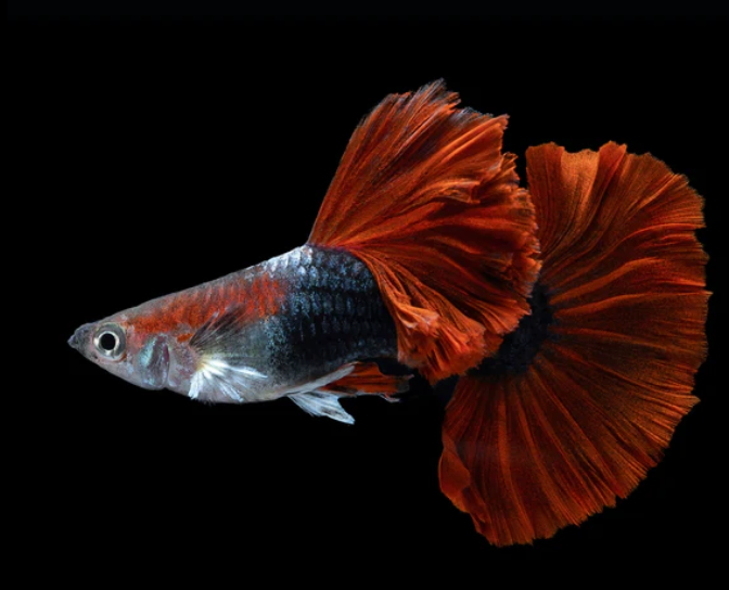 Red Rose Guppy