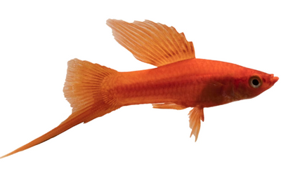 Red swordtail