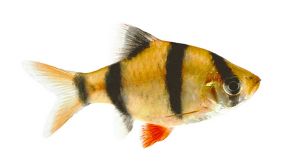 Tiger barb