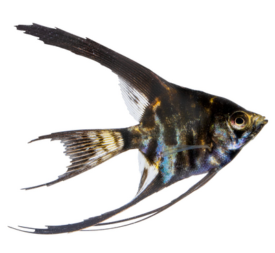 Veil Mixed Angelfish