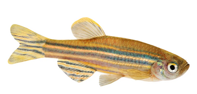 Zebrafish
