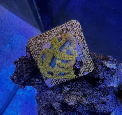 Yellow Submarine Favia Coral