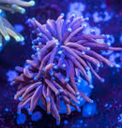 indo torch new york knicks 2 head