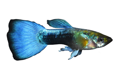 neon blue guppy