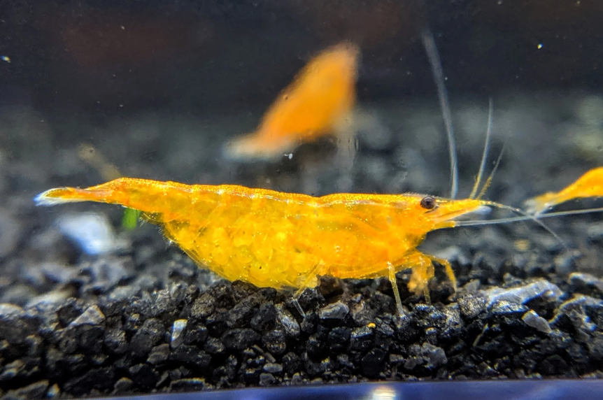 orange neocaridina shrimp