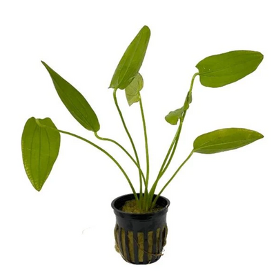 Oriental Sword Plant