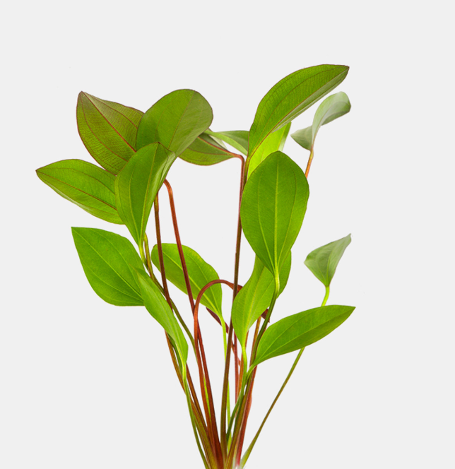 red melon sword plant
