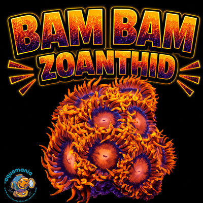 Bam Bam Zoanthids Coral