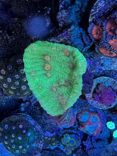 Space Invader Chalice