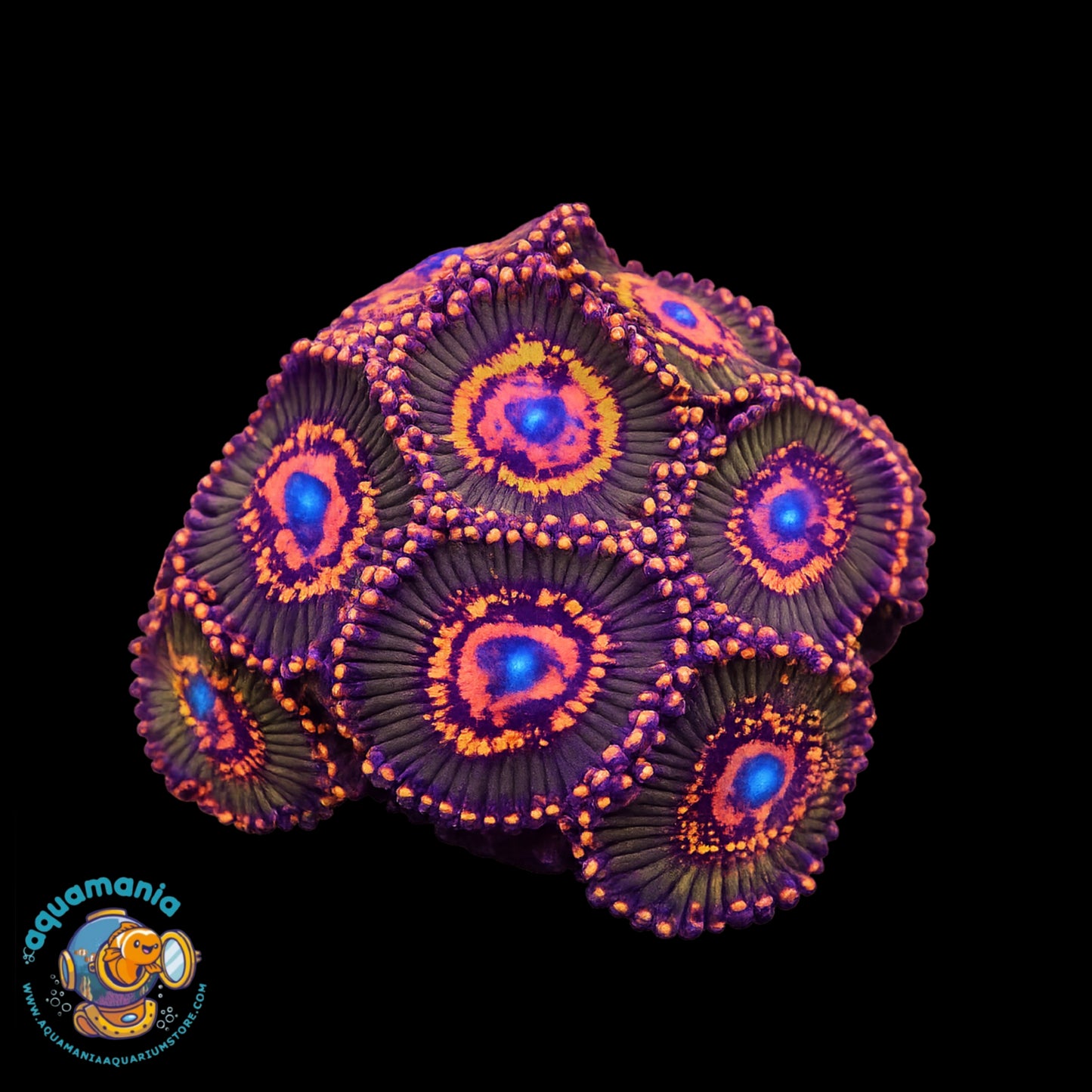 JF Azz kraks Zoanthids Coral