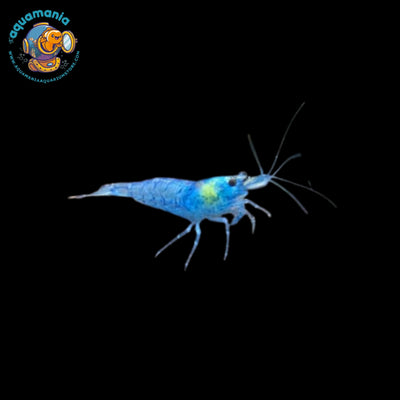 Blue Jelly Shrimp (Neocaridina)