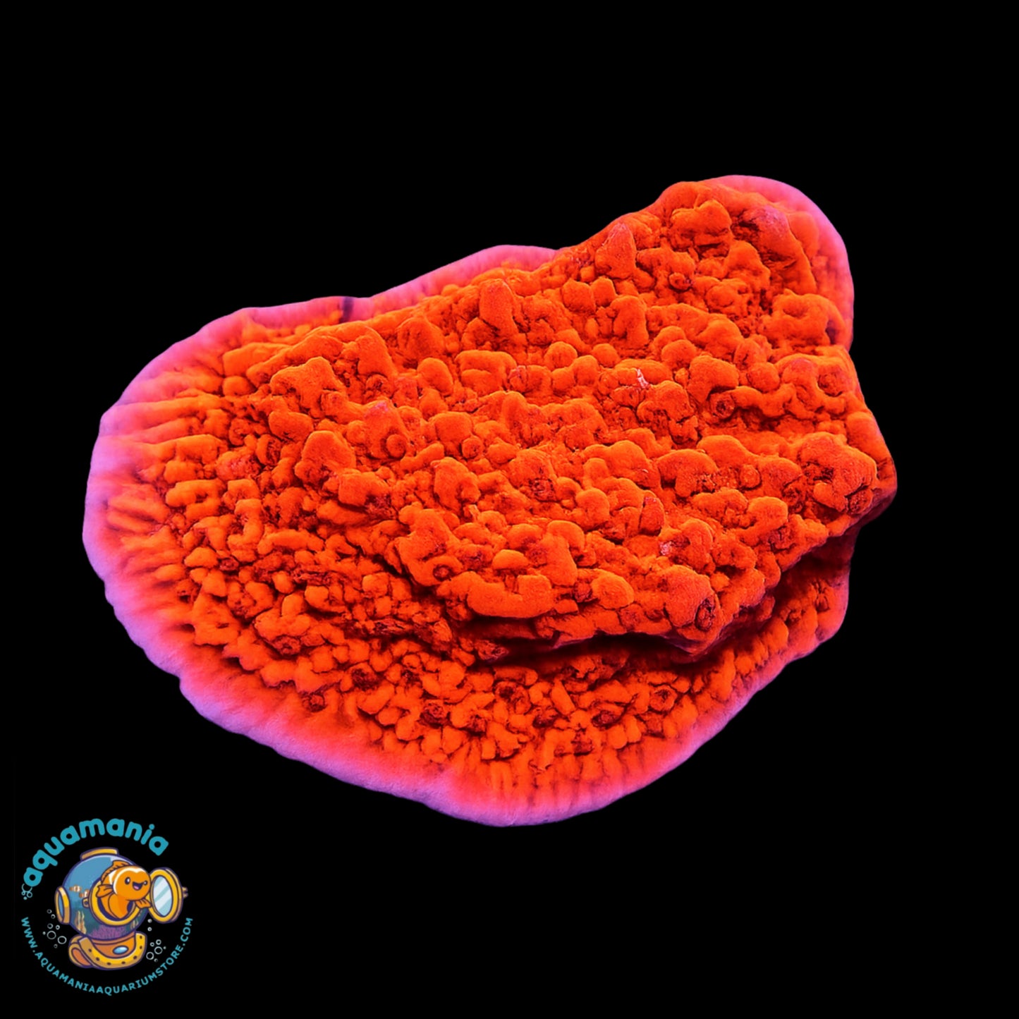 Red Montipora Coral