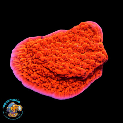 Red Montipora Coral