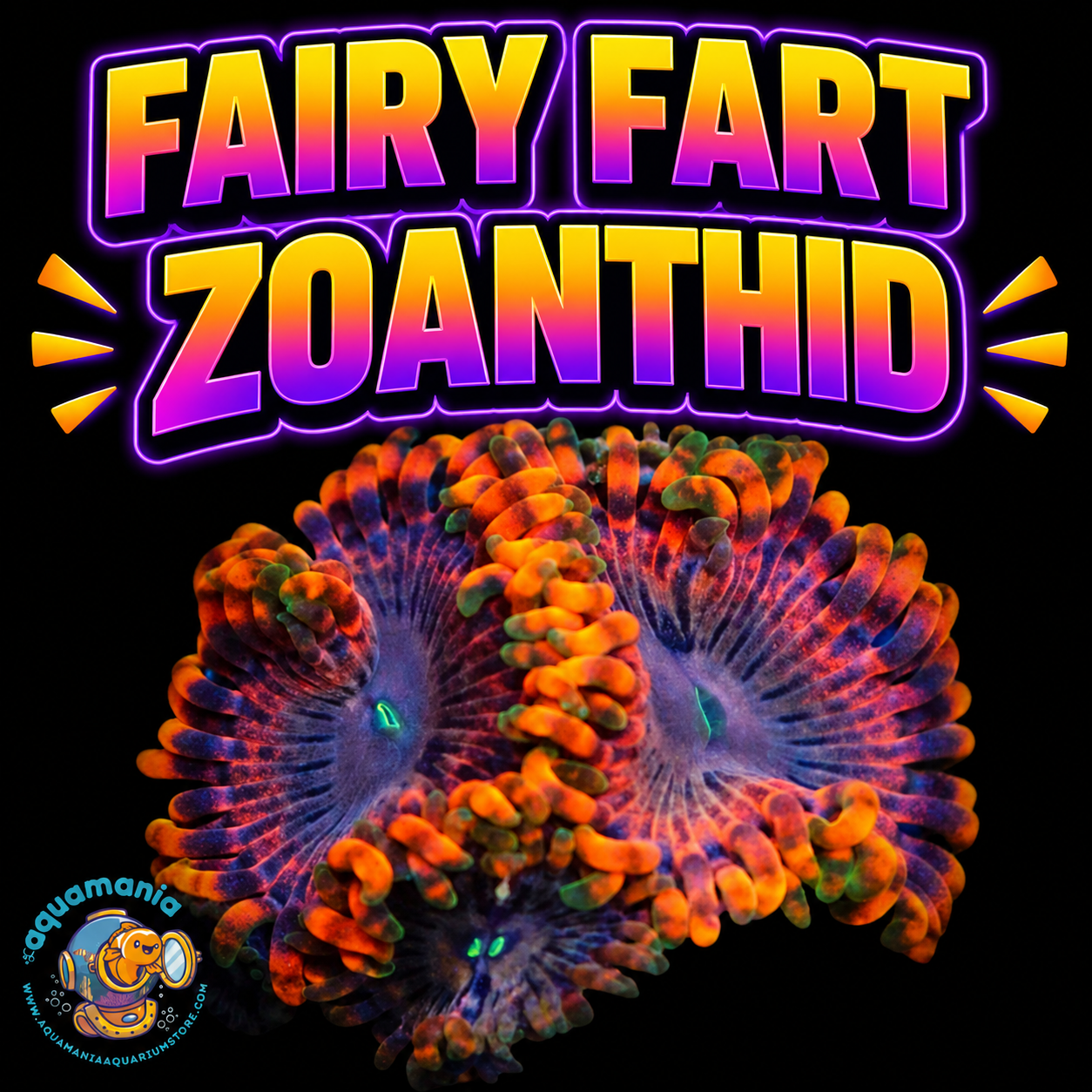 Fairy Fart Zoanthids Coral