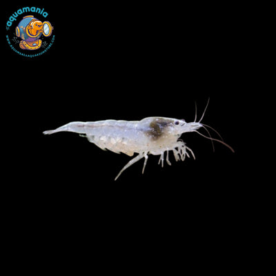 SnowBall Shrimp (Neocaridina)