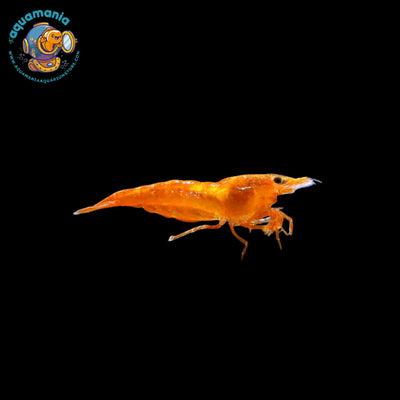 Orange Shrimp (Neocaridina)