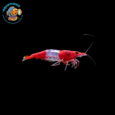 Red Rili Shrimp (Neocaridina)