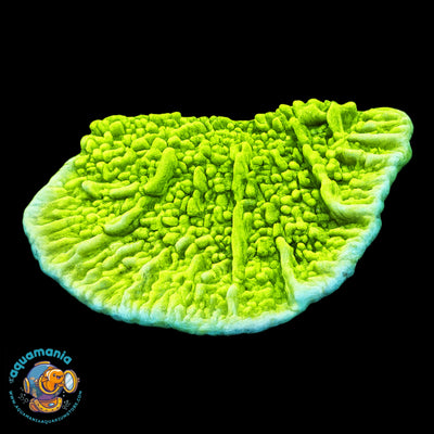 Green Montipora Coral