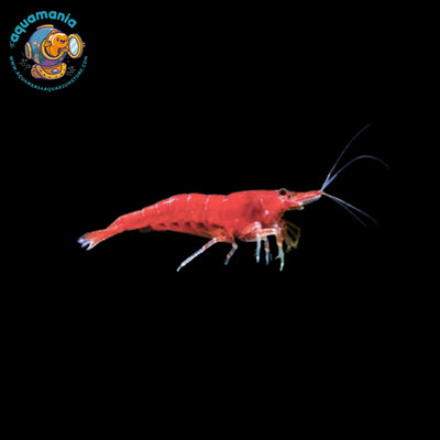 Fire Red Cherry Shrimp (Neocaridina)