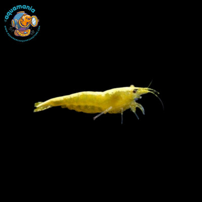 Yellow GoldenBack Shrimp (Neocaridina)