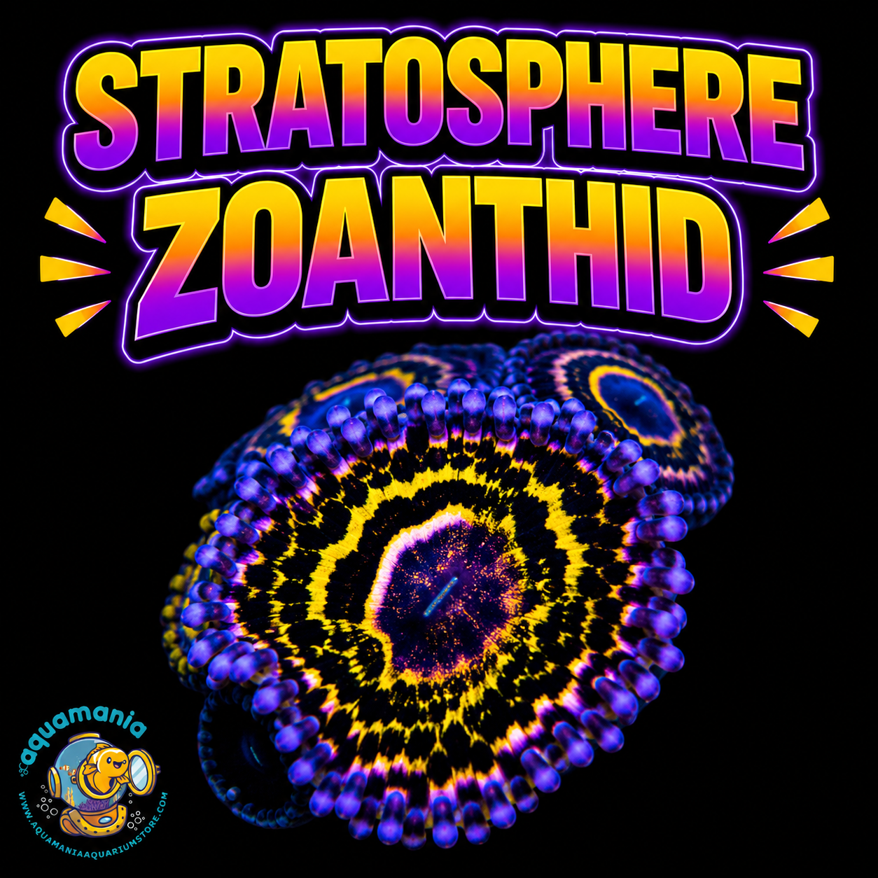 Stratosphere Zoanthids Coral