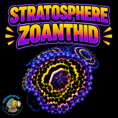 Stratosphere Zoanthids Coral