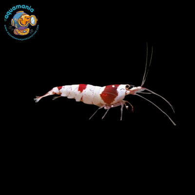 Crystal Red Shrimp (Caridina)