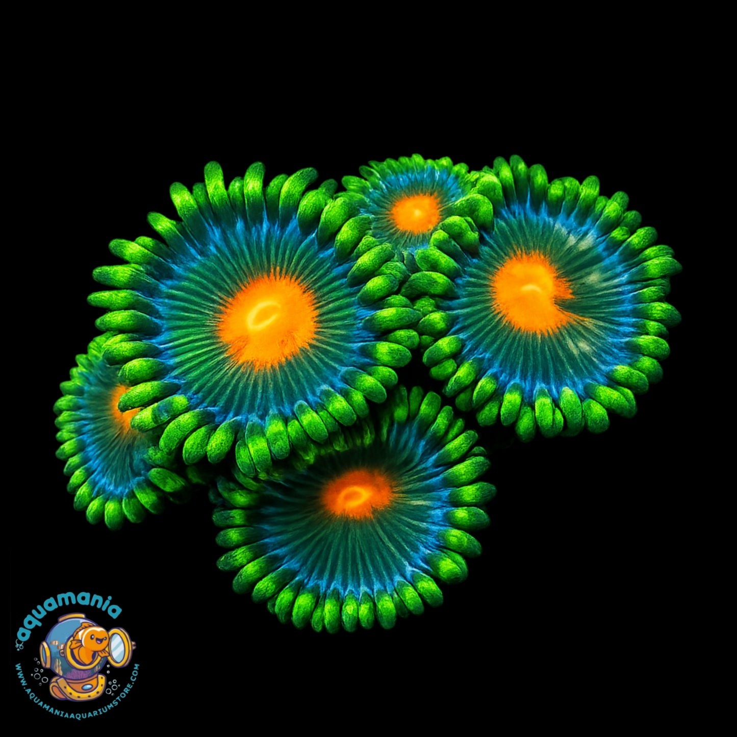 Campfire Zoanthids Coral