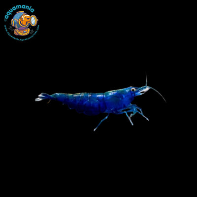 Blue Diamond Shrimp (Neocaridina)