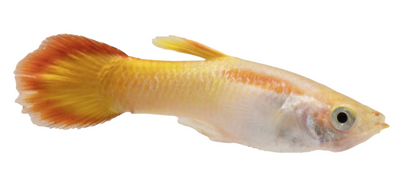 tequila sunrise guppy