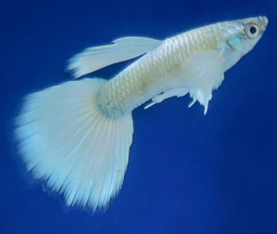 white dumbo guppy