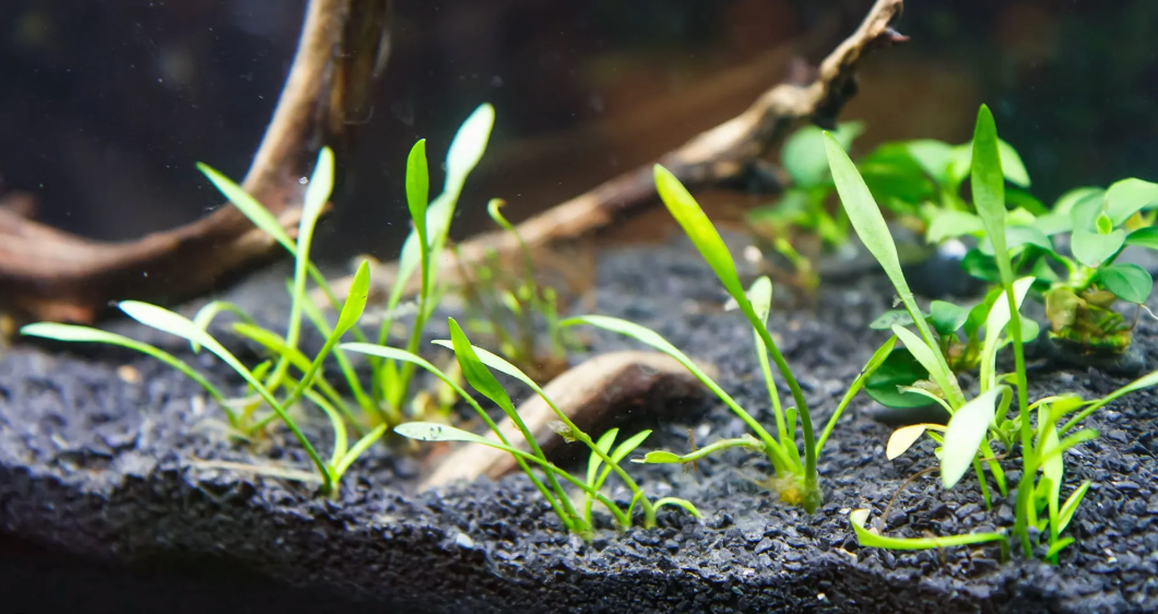 Freshwater Sand, Substrate and Rock