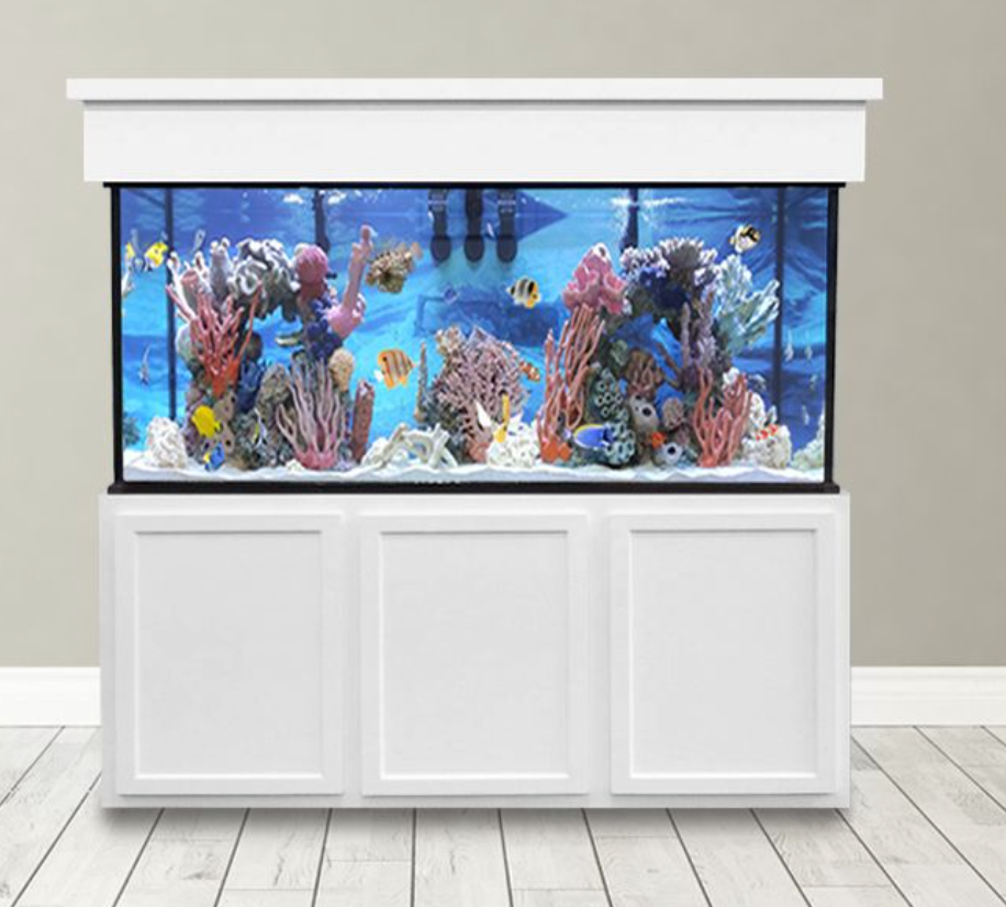 saltwater aquariums