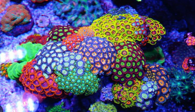 Corals