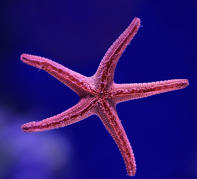 Starfish