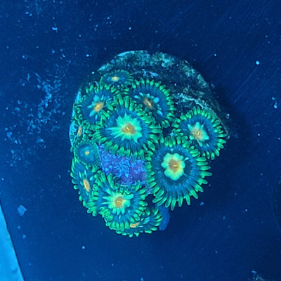 Daisy Cutter Zoanthids Coral