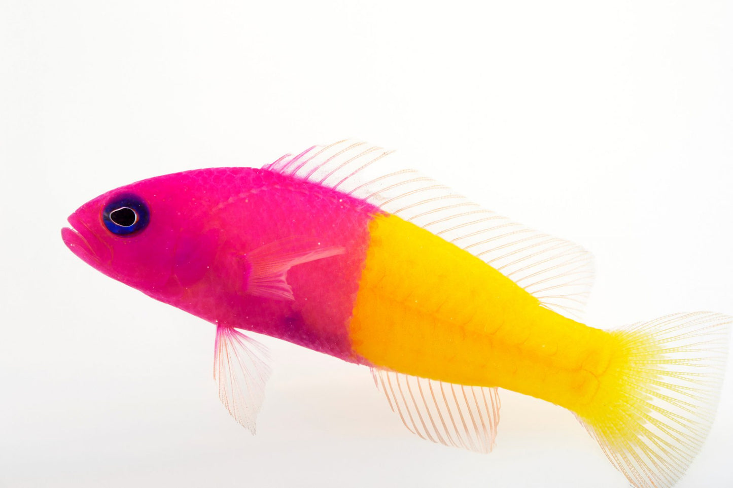 Bicolor Dottyback