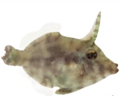 Aiptasia Eating Filefish (Acreichthys tomentosus)