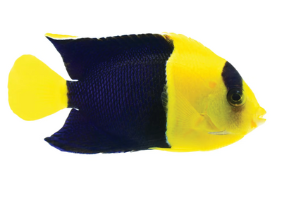Bicolor Angelfish