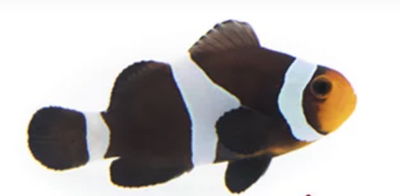 Black Ocellaris (Amphiprion Ocellaris)